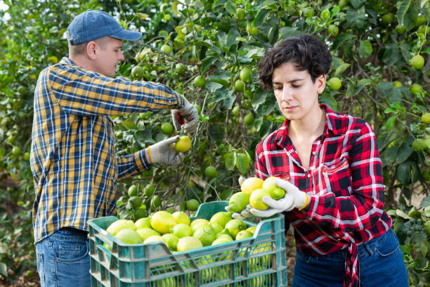 istock Delighted farmers picking lemons in fruit farm 1456607194