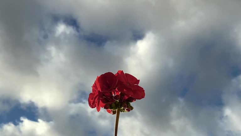 Red flower against cloudy sky