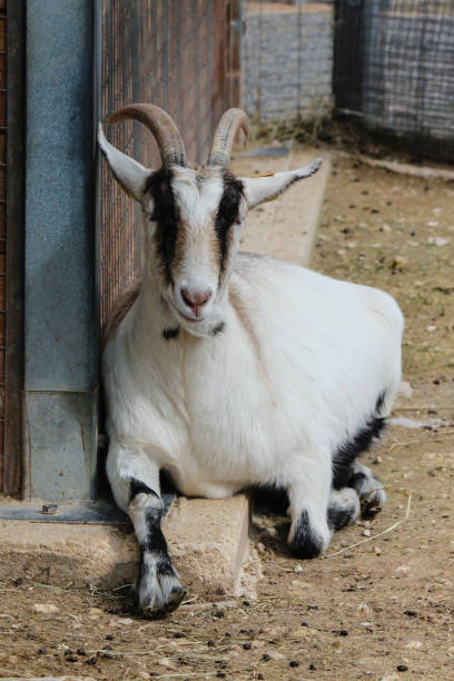 istock goat on the farm 1456608355
