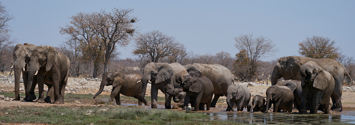A herd of african elephants (Loxodonta africana) at the shore of Chobe River, Chobe National Park, Botswana, Africa.