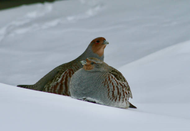 Grey Partridge Couple in Snow Grey Partridge Male Female in Snow grey partridge perdix perdix stock pictures, royalty-free photos & images
