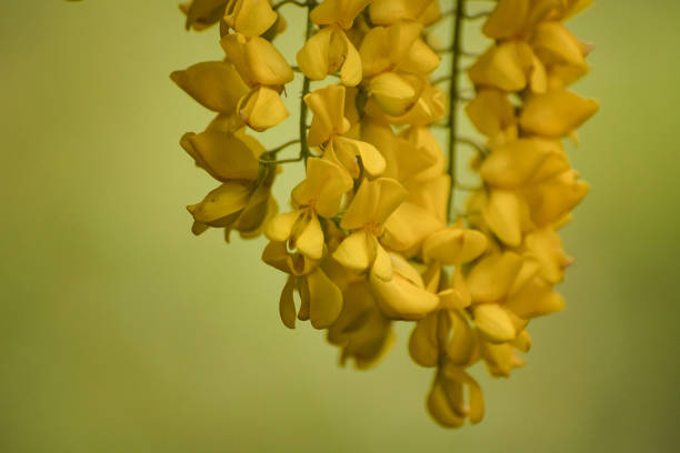 Close up of yellow flowering plant against yellow background Close up of yellow flowering plant against yellow background bright yellow laburnum flowers in garden golden chain tree image stock pictures, royalty-free photos & images