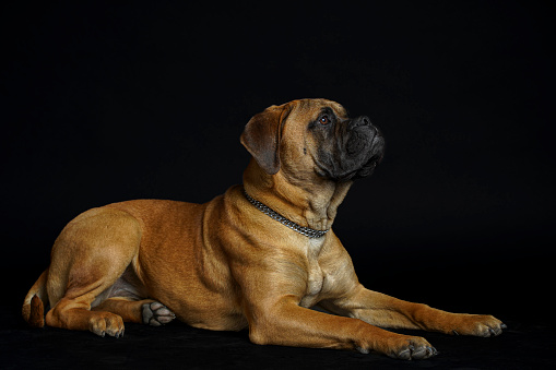 Pitbull dog in Pellestrina island