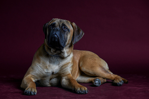 Portrait of pedigree pure breed dog