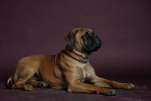 Bullmastiff dog in front of a red background in the studio.