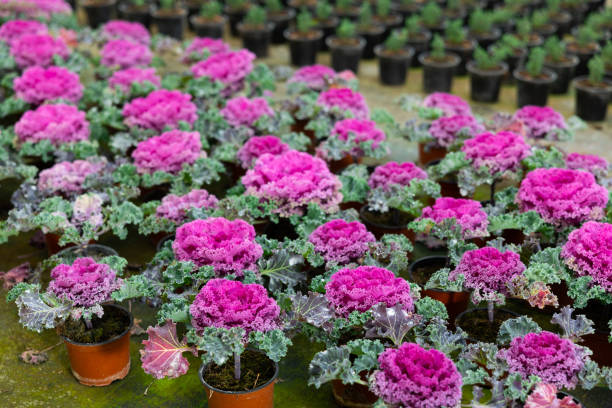 istock Cauliflower growing at greenhouse farm 1456614804