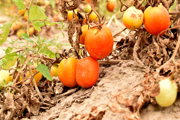 istock Red tomatoes of an elongated shape on a tomato bush. 1456614873