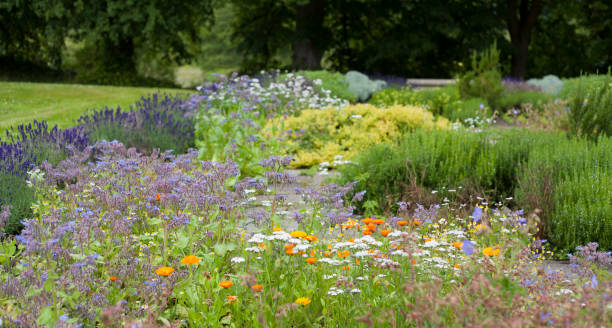 Medicinal herb garden in old English style with old varieties and mixed borders with lavender, rosemary, calendula, borage, origano, thyme, chamomile and sage.