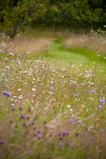 istock Wild natural garden -  wildflower meadow and fruit orchard. 1456614978