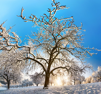 Winter rural landscape with the sun shining behind a beautiful snow-covered tree on a field, with blue sky