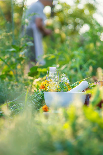 istock An old woman collects medicinal herbs. Selective focus. 1456616920