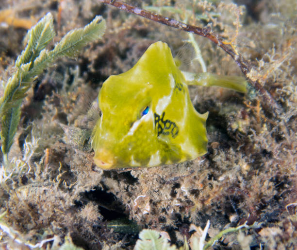 istock A juvenile Buffalo Trunkfish (Lactophrys trigonus) in Florida, USA 1456617810