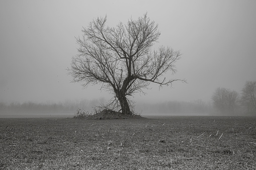 Tree sitting in a field of fog
