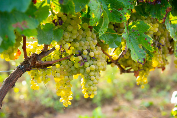 istock White grapes growing on vine in vineyard 1456619357