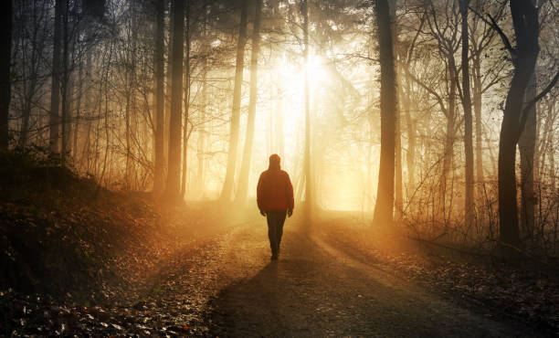 Walking in dramatic sunlight in a misty forest stock photo