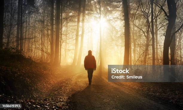 Walking In Dramatic Sunlight In A Misty Forest Stock Photo - Download Image Now - Walking, Footpath, Forest