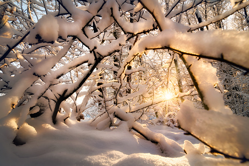 Nature in winter with snow-covered branches and the sun, a postcard seasonal scene with enchanted mood