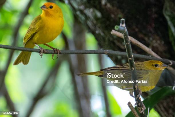 Atlantic Canary A Small Brazilian Wild Bird Stock Photo - Download Image Now - Animal, Animal Body Part, Animal Wildlife