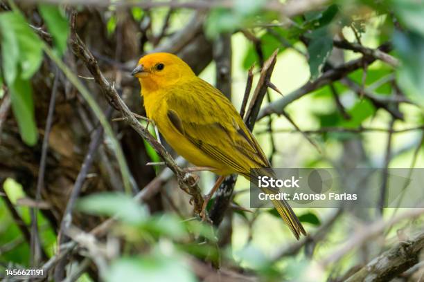 Atlantic Canary A Small Brazilian Wild Bird Stock Photo - Download Image Now - Canary, Tree, Animal
