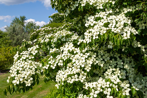 Japanese flower dogwood tree in the garden