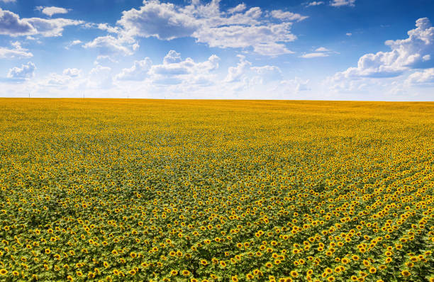Volga region, Orenburg oblast. Panorama of a field of sunflowers. stock photo