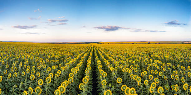 Volga region, Orenburg oblast. Panorama of a field of sunflowers. stock photo