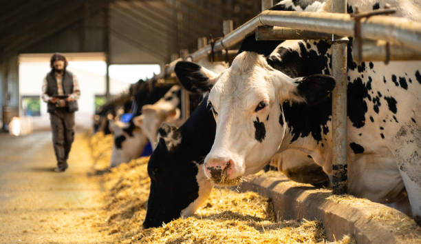 istock Farmer with a digital tablet in a cow farm. 1456622029
