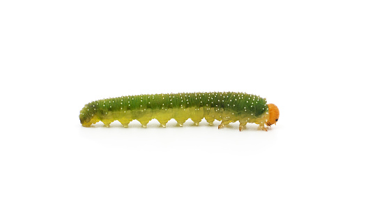 One green caterpillar isolated on a white background.