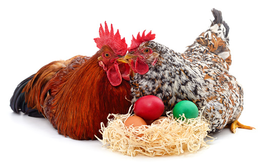 Two chickens with Easter eggs isolated on a white background.