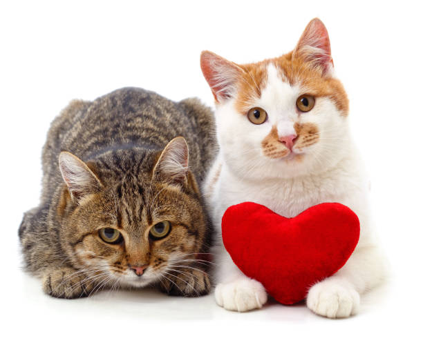 istock Cats and red heart. 1456623430