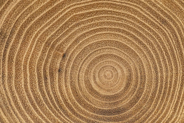 istock Macro shot of maple tree internal texture. Natural wood pattern 1456624280