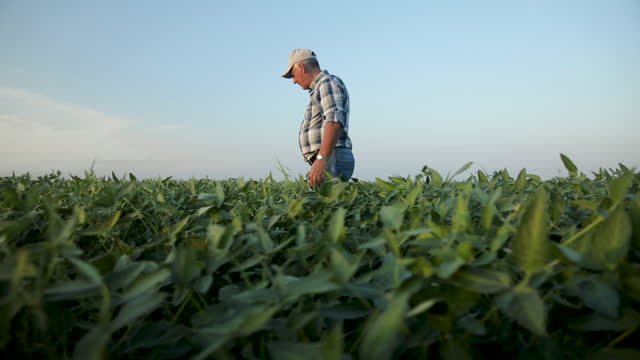 Senior farmer walking in soybean field examining crop during sunset.