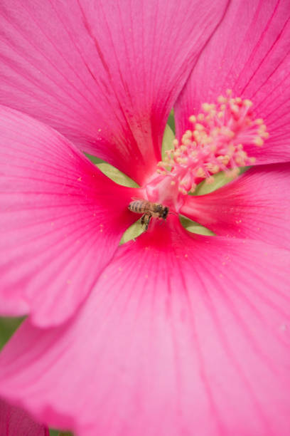 Macro photography captures the delicate beauty of a pink flower, highlighting the golden pistil and its intricate details