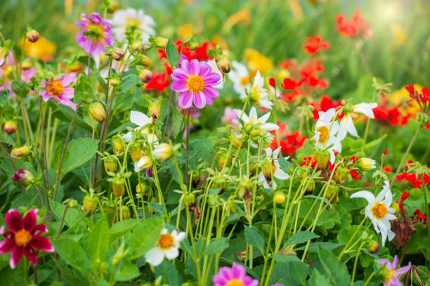 Beautiful spring wildflowers stock photo