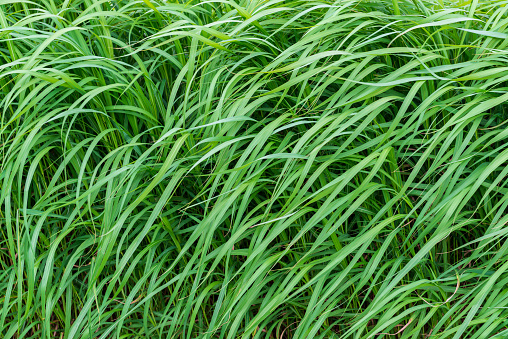 Waving wildgrass background. Fresh green grass background