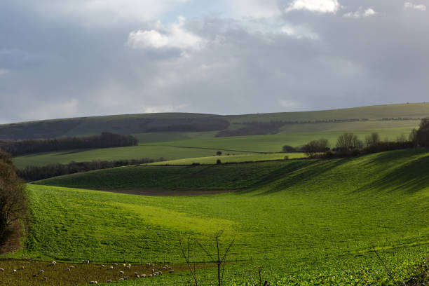 istock Looking out over green fields in the South Downs, on a sunny day in January 1456624976