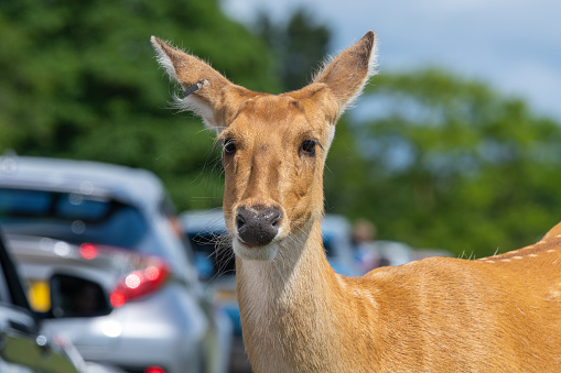 Portrait of a barasingha (rucervus duvaucelii) deer looking at the camera while standing next to a row of cars in a safari park