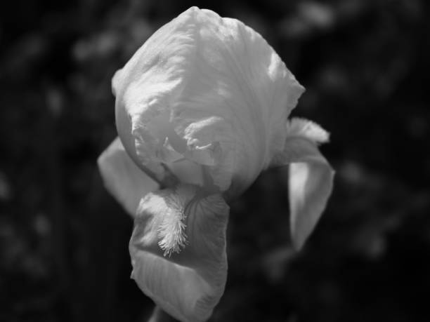 istock Iris flower head closeup in monochrome view 1456625745