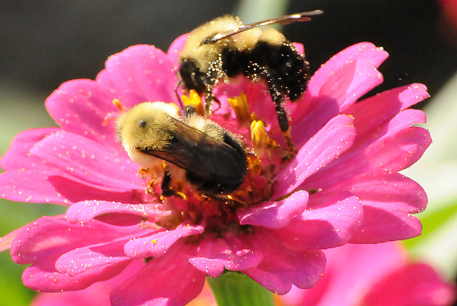 Bumblebees on pink flower. Pollen
