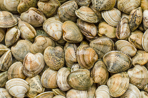 Clams, shellfish or molluscs texture, background. Top view