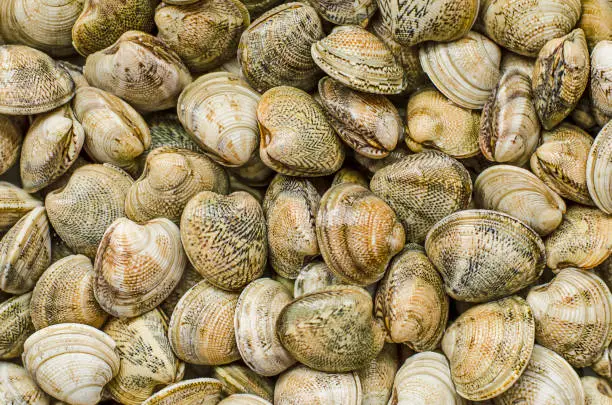 Clams, shellfish or molluscs texture, background. Top view