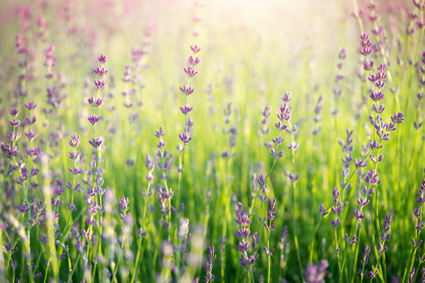 istock Morning background of lavender field with sunlight. 1456627146