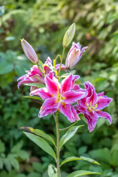 Photo of Scented pollen-free double lilies in garden with green background