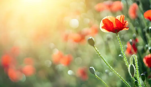 Poppy flowers background on blurred sunset field.