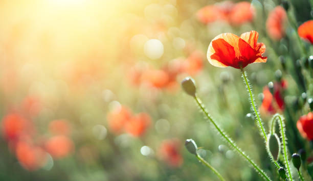 fundo das flores da papoula no campo do pôr do sol. - poppy field flower meadow - fotografias e filmes do acervo