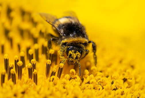 Bumblebee sitting on sunflower covered with pollen. Selective focus