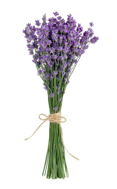 istock Lavender bouquet isolated on white background with clipping path. 1456627242