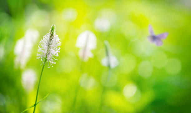 istock Springtime background with defocused lights and butterfly. Selective focus. 1456627294