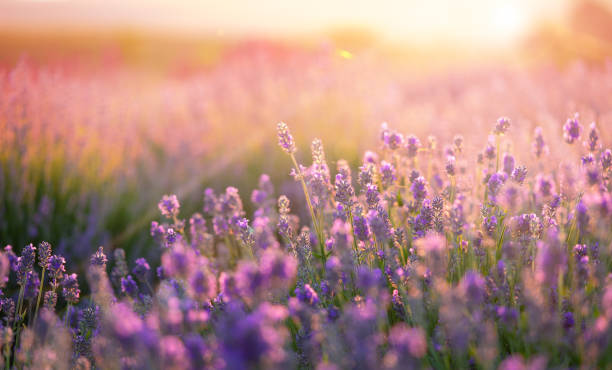 istock Blooming lavender flower field on sunset background. 1456627323