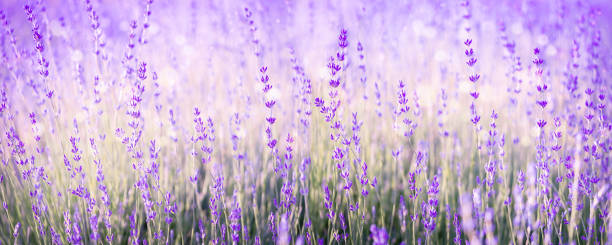 istock Lavender flowers field banner. Natural background. 1456627359